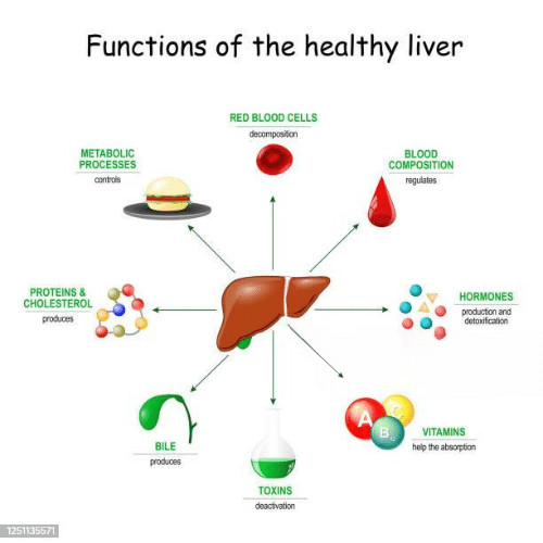 Image shows Functions of a Healthy Liver